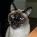 Фотография Шведковой Евгении