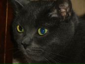 Фотография Абдуллы-Заде Анютки