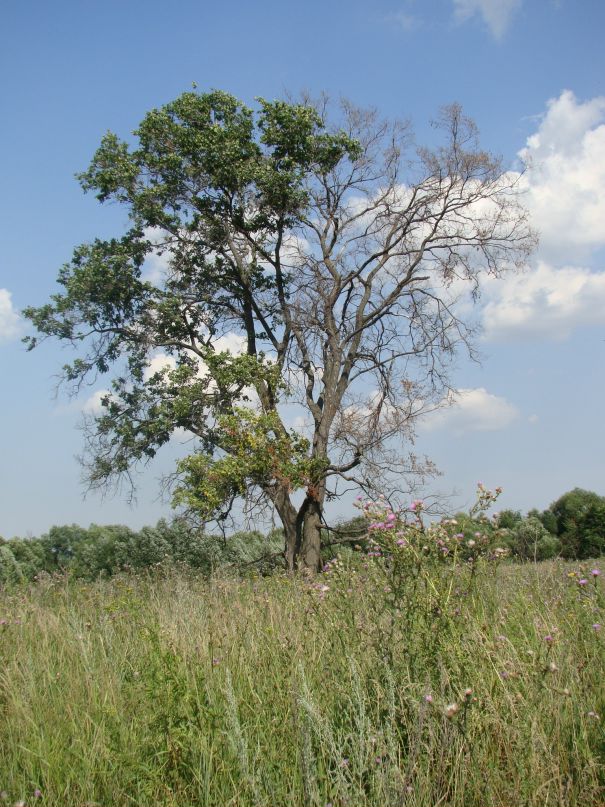 Григорий Киселёв фотография #4