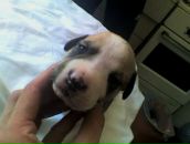 Андрій Горак фотография #31 (источник - https://vk.com/id50410921)