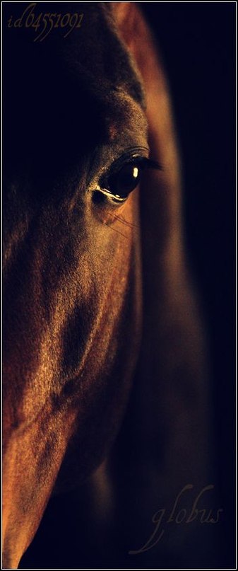 Пегий Глобус фотография #24