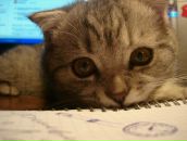 Фотография Сенюкова Антона