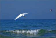 Фотография Риффель Банкротство Екатерины