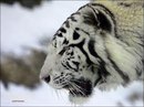 Софійка Микитюк фотография #17 (источник - https://vk.com/id148055597)