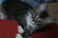 Фотография Чупрова Дёни