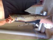 Руслан Степанюк фотография #25 (источник - https://vk.com/id80147663)