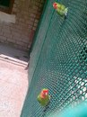 Христя Підгурська фотография #17 (источник - https://vk.com/id162301826)