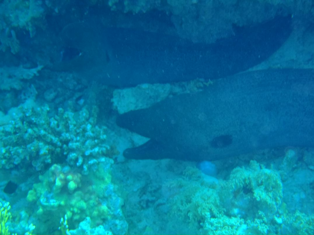 Vit Mi фотография #47