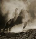 Фотография Soul Fealis