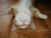 Фотография Roma Helena