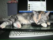 Фотография Соловьёвой Алёны