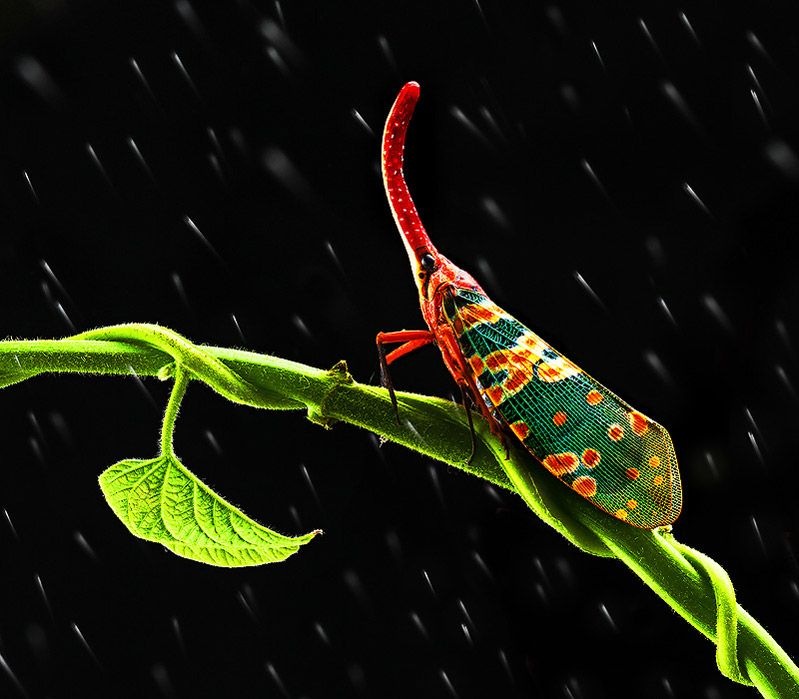 Фарид Гайсин фотография #42