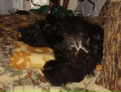 Дюрі Масяк фотография #19 (источник - https://vk.com/id19779231)