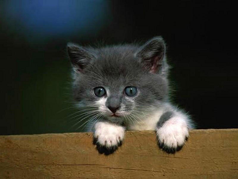 Василиса Токарева фотография #46