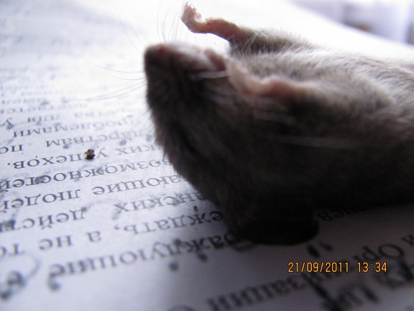 Ольга С фотография #31