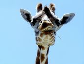 Фотография Луц Галины