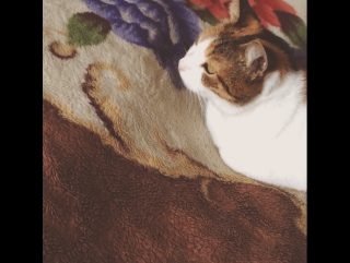 Кошка смотрит "Границу на замке"