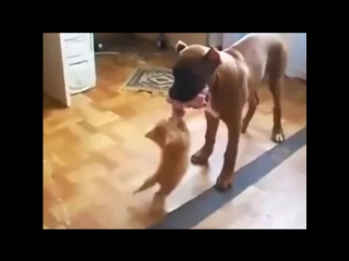 Бесстрашный котенок