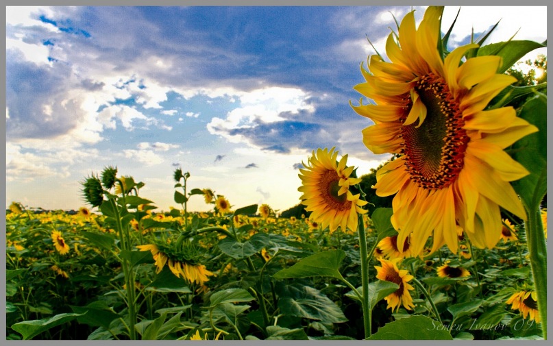 Семен Ив фотография #15