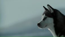 Aleksandr Kuznetsov фотография #21 (источник - https://vk.com/id684355)