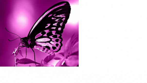 Dashiko Dear фото №1