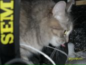 Фотография Плесанова Сергея