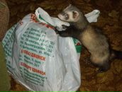 Дима Сергеевич фотография #49 (источник - https://vk.com/id1479155)