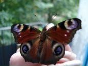 Елена Лукьянова фотография #40 (источник - https://vk.com/id3490033)