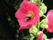 Фотография Евтеевой Марии