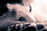 Степан Кот фотография #1