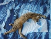 Фотография Гаштова Ольга