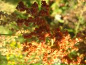 Фотография Орлюка-Охременко Фёдора