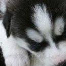 Каріно4ка♥ Шрамко фотография #34 (источник - https://vk.com/id147791993)