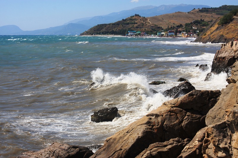 Phasma Morulus фотография #15