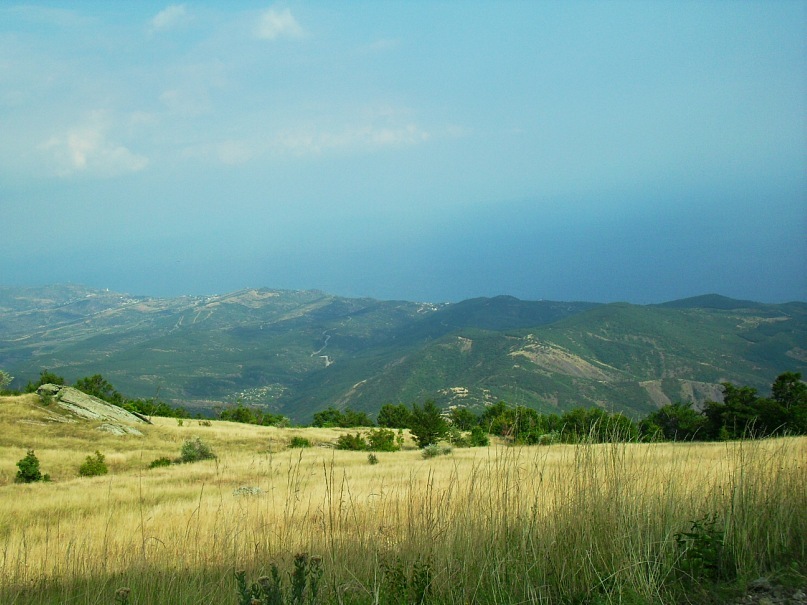 Phasma Morulus фотография #31