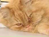 Фотография Артамоновой Вилены