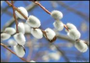 Фотография Новосёловой Марии