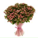 Фотография Колобановой Алены