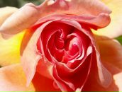 Фотография Идуковой Любови