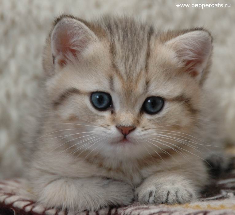 Марина Доценко фотография #49