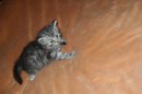 Кот Салтыков фотография #21 (источник - https://vk.com/id82408447)
