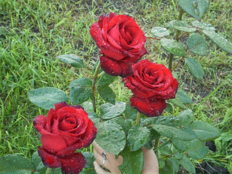 Александр Шпарло фотография #10