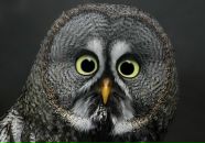 Фотография Заболотского Андрея