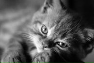 Анатолий Сысин фотография #13 (источник - https://vk.com/id534818)