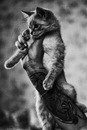 Фотография Шкилёва Владислава