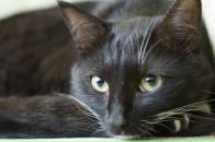 Фотография Четыриной Ани