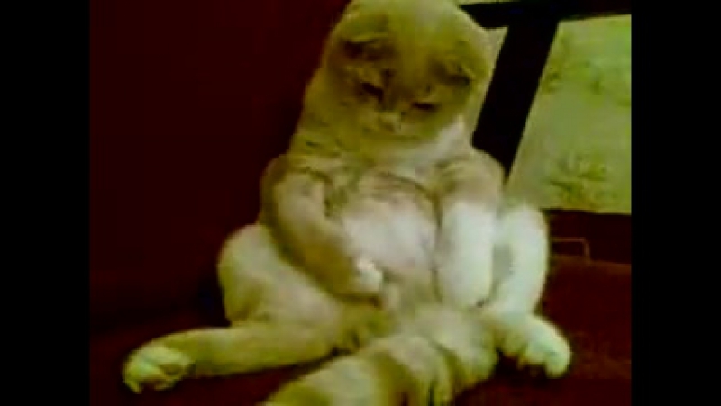 Кот Дрочит Мем Кот Дрочит Мем